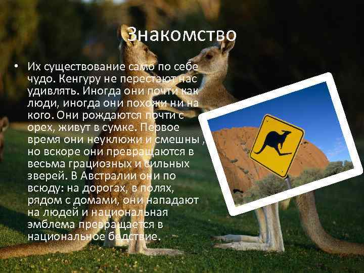 Знакомство • Их существование само по себе чудо. Кенгуру не перестают нас удивлять. Иногда
