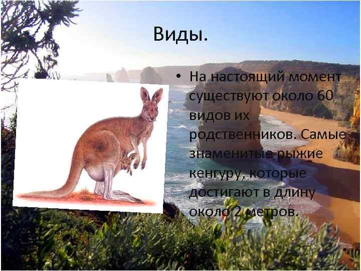 Виды. • На настоящий момент существуют около 60 видов их родственников. Самые знаменитые рыжие