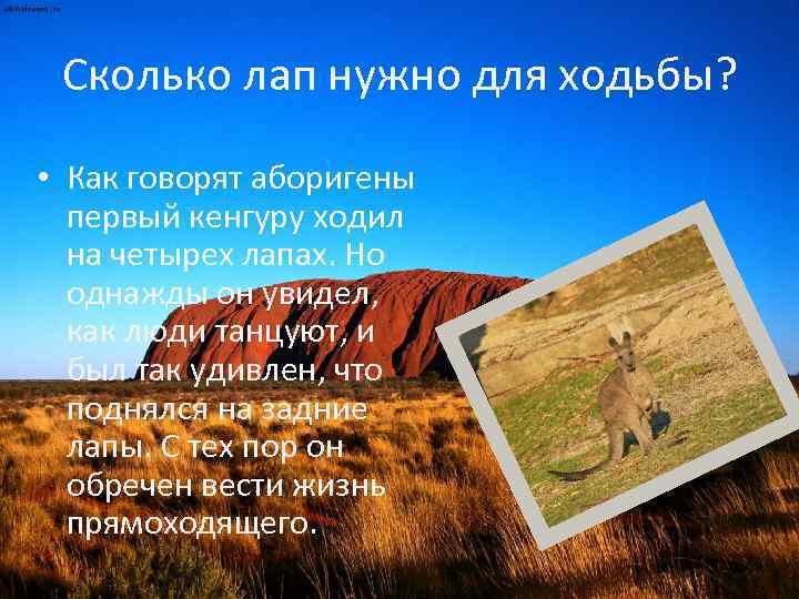 Сколько лап нужно для ходьбы? • Как говорят аборигены первый кенгуру ходил на четырех