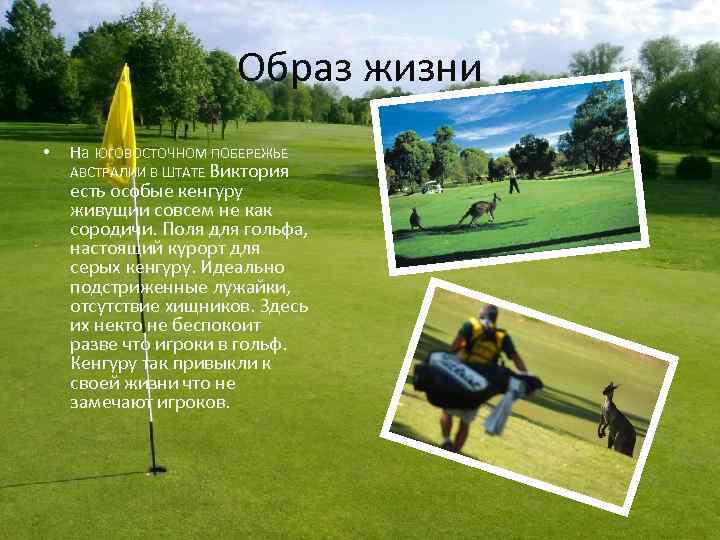 Образ жизни • На ЮГОВОСТОЧНОМ ПОБЕРЕЖЬЕ АВСТРАЛИИ В ШТАТЕ Виктория есть особые кенгуру живущии