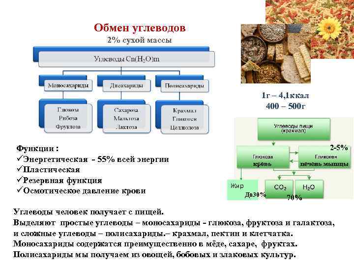 Обмен углеводов схема 8 класс биология