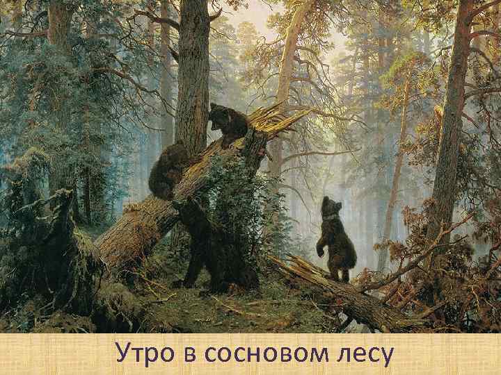 Утро в сосновом лесу 