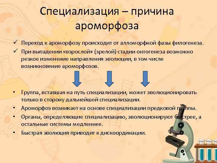 Специализация – причина ароморфоза ü Переход к ароморфозу происходит от алломорфной фазы филогенеза. ü