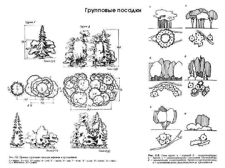 Схема посадки священных рощ