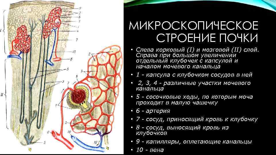 Микроскопическое строение почки схема