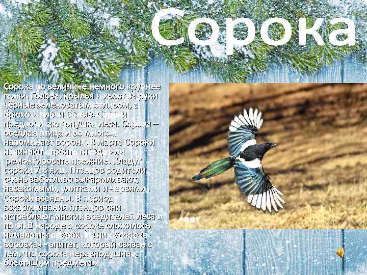 Сорока по величине немного крупнее галки. Голова, крылья и хвост за руки чёрные зеленоватым