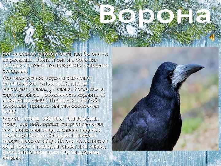 Нет наверное такого уголка, где бы она не встречалась. Обитает она и в больших