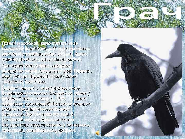 Грачей и воронов часто путают из-за схожего внешнего вида. Только немногие взрослые способны сходу