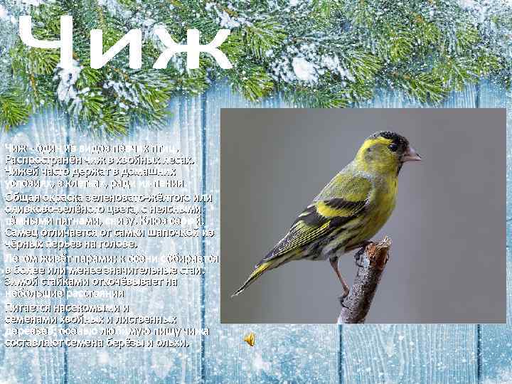 Чиж - один из видов певчих птиц. Распространён чиж в хвойных лесах. Чижей часто
