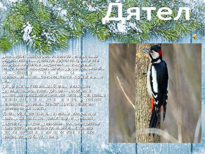 Дятел играет важную роль в экологии леса, оставляя выдолбленные им дупла для других птиц,