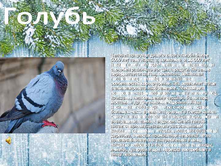 Человек приручил дикого сизого голубя более 5000 лет тому назад, а, возможно, и 10