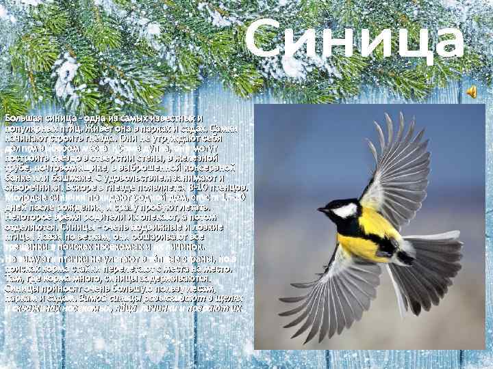 Большая синица - одна из самых известных и популярных птиц. Живёт она в парках