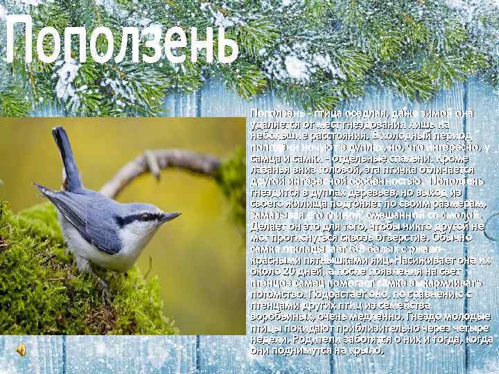 Поползень - птица оседлая, даже зимой она удаляется от мест гнездования лишь на небольшие