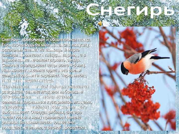 Снегирь - доверчивая и общительная птица. Если кто-нибудь из стаи попался в ловушку, остальные