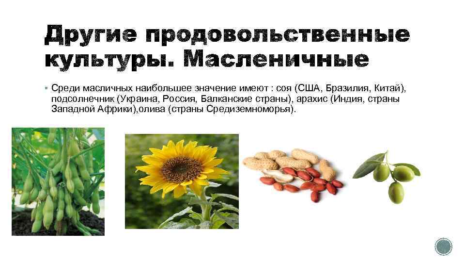 § Среди масличных наибольшее значение имеют : соя (США, Бразилия, Китай), подсолнечник (Украина, Россия,