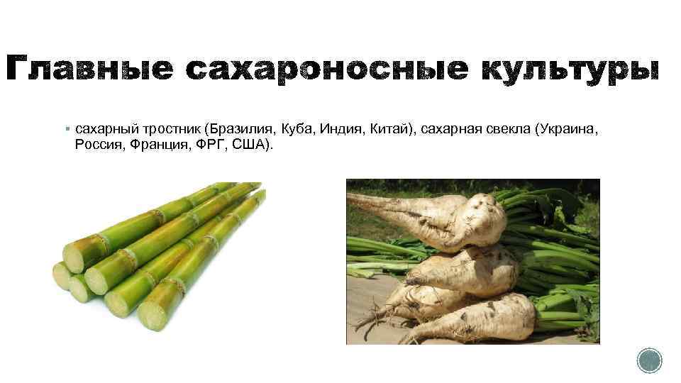 § сахарный тростник (Бразилия, Куба, Индия, Китай), сахарная свекла (Украина, Россия, Франция, ФРГ, США).