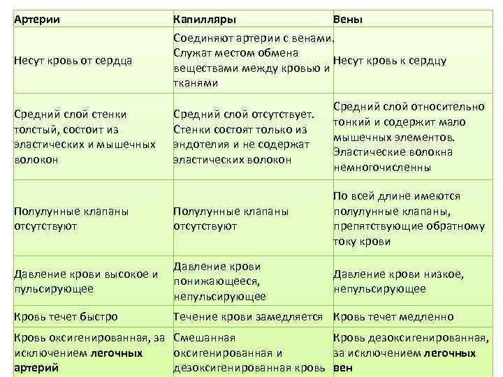 Артерии Несут кровь от сердца Средний слой стенки толстый, состоит из эластических и мышечных
