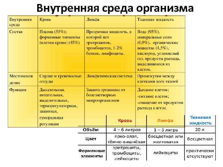 Внутренняя среда организма 