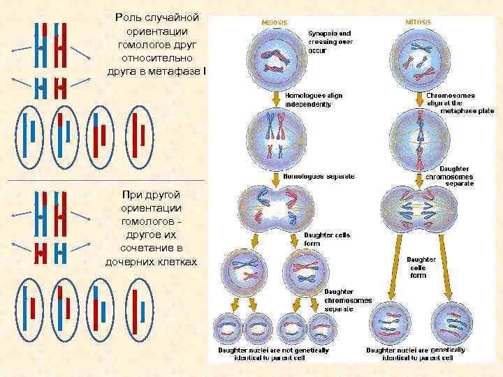 В половых клетках любого организма набор хромосом. Хромосомный набор дочерних клеток в мейозе. Схема хромосомы в дочерних клетках. Дочерние половые клетки. Метафаза 2 набор хромосом.
