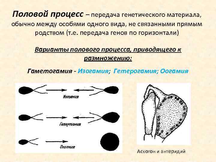 Половой процесс – передача генетического материала, обычно между особями одного вида, не связанными прямым