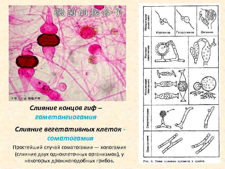 Слияние концов гиф – гаметангиогамия Слияние вегетативных клеток соматогамия Простейший случай соматогамии — хологамия