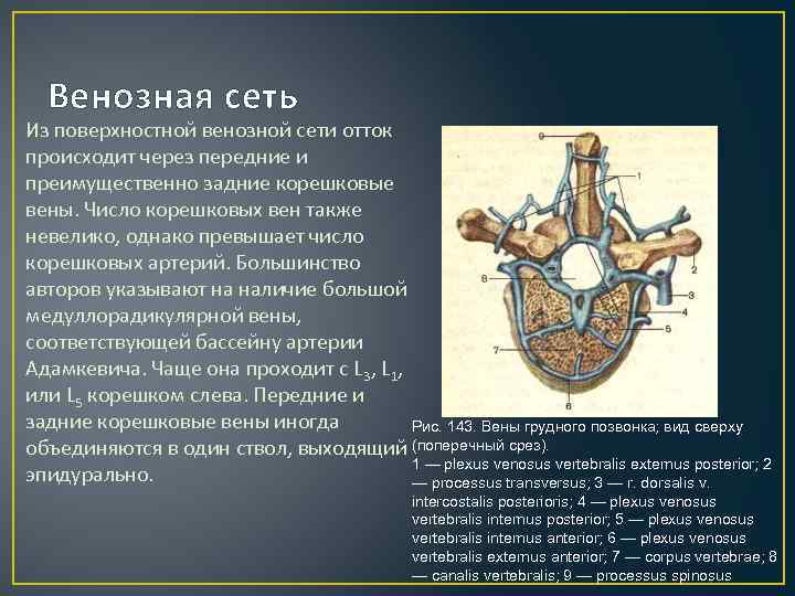 Как улучшить венозный отток головного мозга