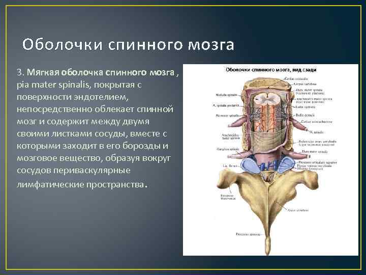 Оболочки спинного мозга