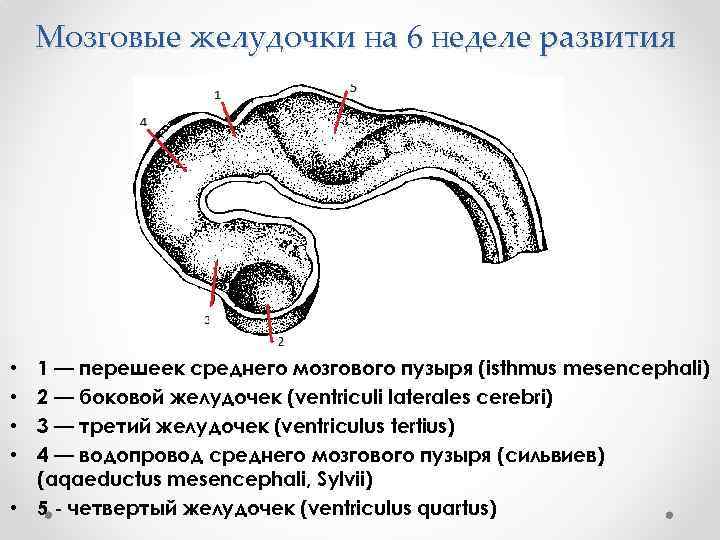 Мозговые желудочки на 6 неделе развития 1 — перешеек среднего мозгового пузыря (isthmus mesencephali)