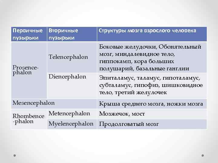 Первичные Вторичные пузырьки Telencephalon Prosencephalon Diencephalon Mesencephalon Структуры мозга взрослого человека Боковые желудочки, Обонятельный