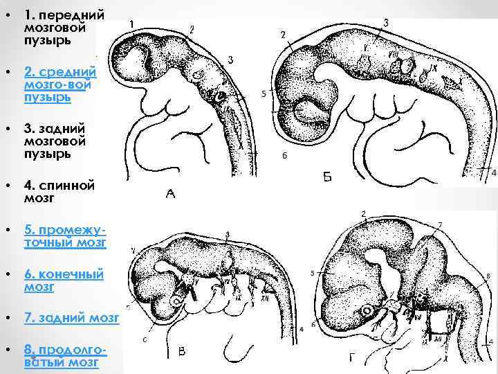  • 1. передний мозговой пузырь • 2. средний мозго вой пузырь • 3.