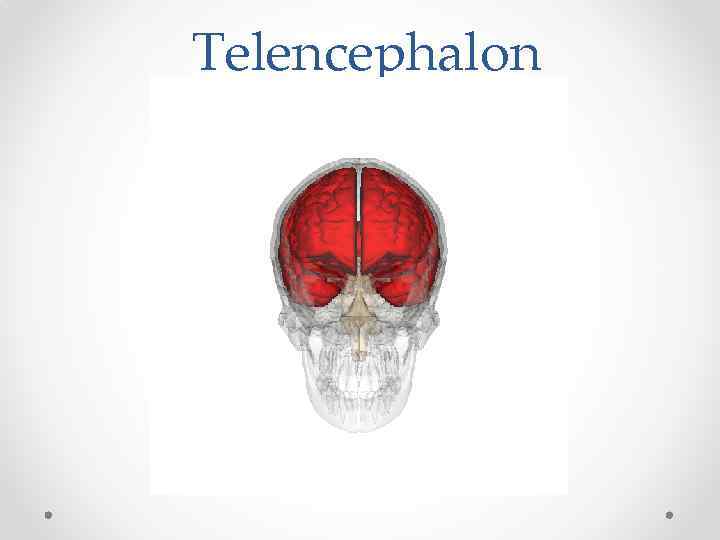 Telencephalon 