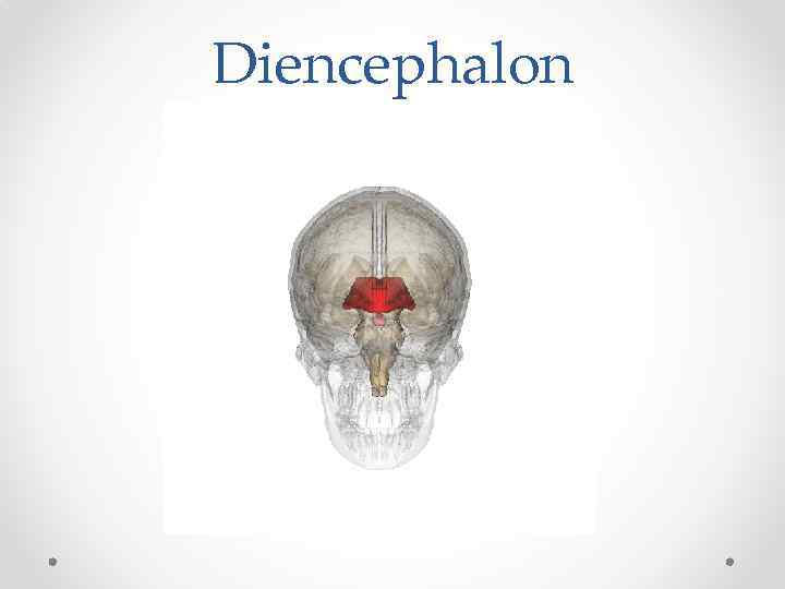 Diencephalon 