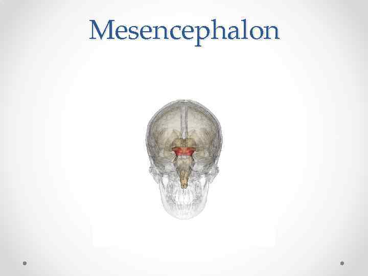 Mesencephalon 