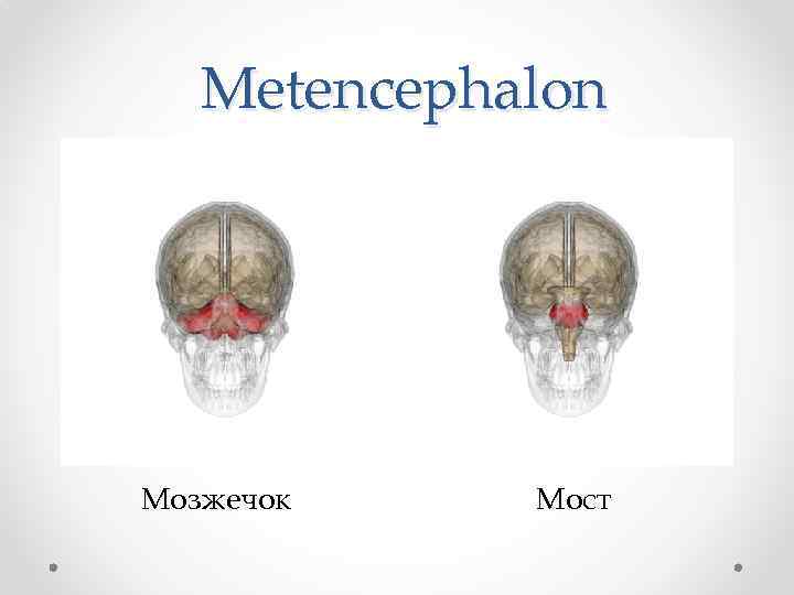 Metencephalon Мозжечок Мост 