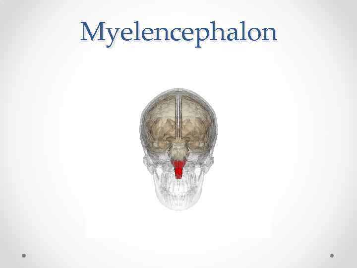 Myelencephalon 