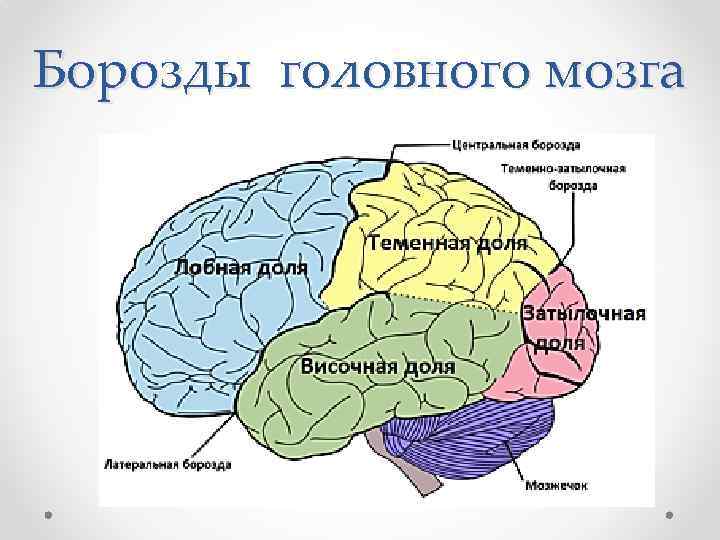 Борозды головного