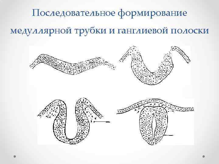 Последовательное формирование медуллярной трубки и ганглиевой полоски 