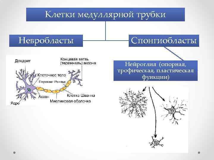 Клетки медуллярной трубки Невробласты Спонгиобласты Нейроглия (опорная, трофическая, пластическая функции) 