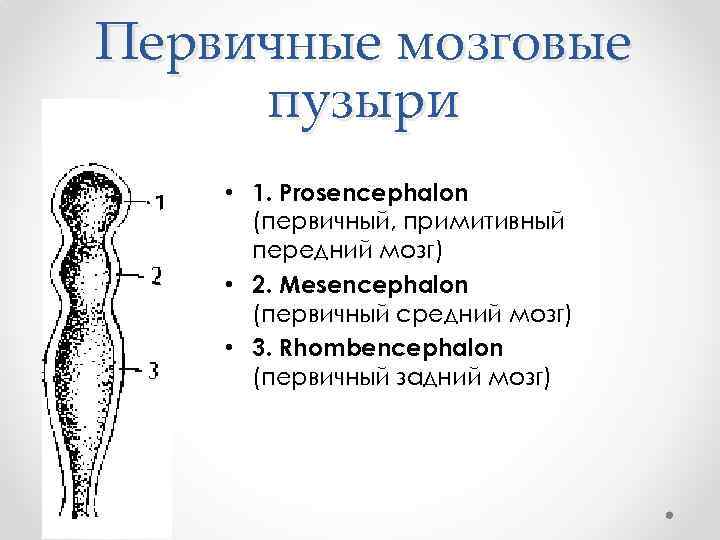 Первичные мозговые пузыри • 1. Prosencephalon (первичный, примитивный передний мозг) • 2. Mesencephalon (первичный