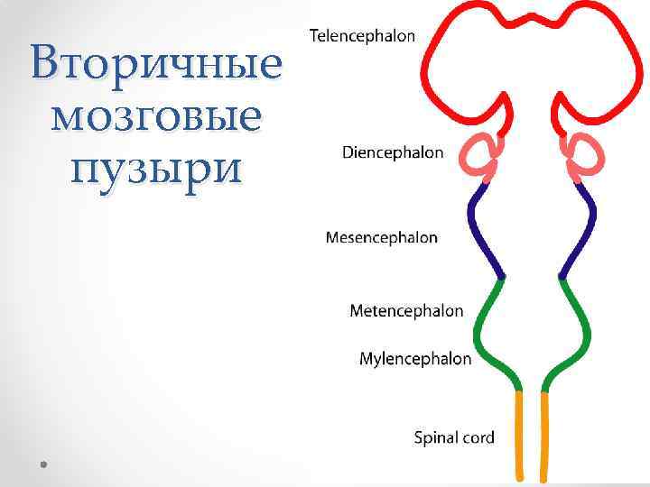 Вторичные мозговые пузыри 