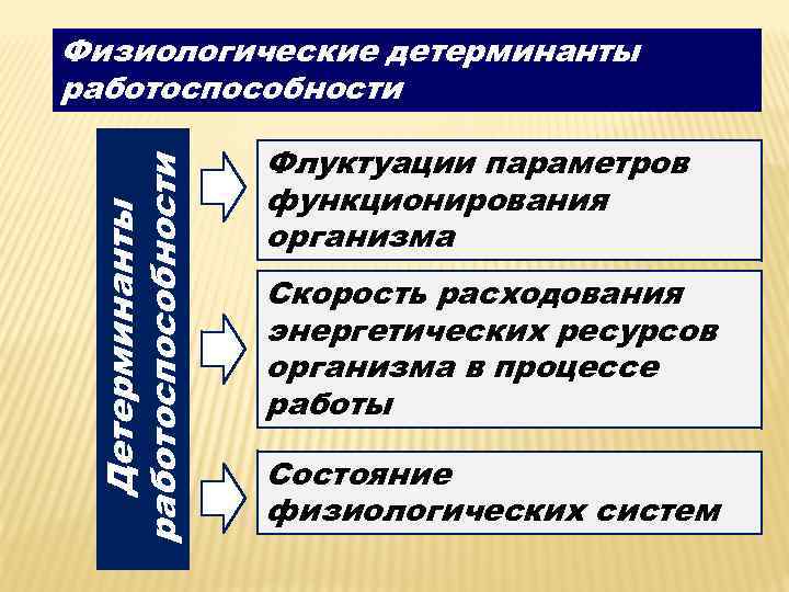 Детерминанты работоспособности Физиологические детерминанты работоспособности Флуктуации параметров функционирования организма Скорость расходования энергетических ресурсов организма