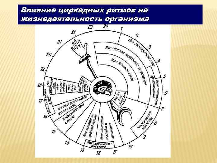 Влияние циркадных ритмов на жизнедеятельность организма 