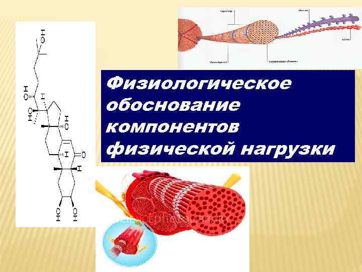 Физиологическое обоснование компонентов физической нагрузки 