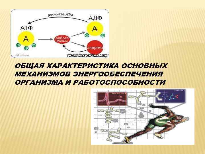 ОБЩАЯ ХАРАКТЕРИСТИКА ОСНОВНЫХ МЕХАНИЗМОВ ЭНЕРГООБЕСПЕЧЕНИЯ ОРГАНИЗМА И РАБОТОСПОСОБНОСТИ 