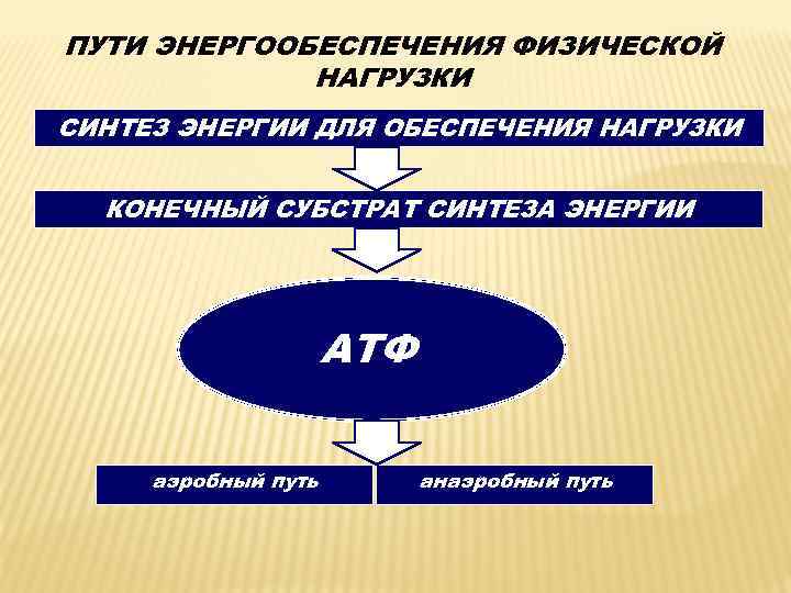 ПУТИ ЭНЕРГООБЕСПЕЧЕНИЯ ФИЗИЧЕСКОЙ НАГРУЗКИ СИНТЕЗ ЭНЕРГИИ ДЛЯ ОБЕСПЕЧЕНИЯ НАГРУЗКИ КОНЕЧНЫЙ СУБСТРАТ СИНТЕЗА ЭНЕРГИИ АТФ