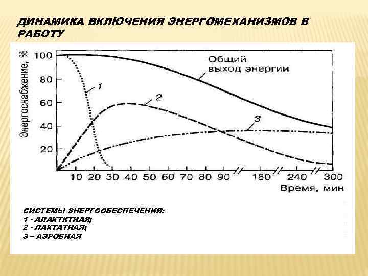 ДИНАМИКА ВКЛЮЧЕНИЯ ЭНЕРГОМЕХАНИЗМОВ В РАБОТУ СИСТЕМЫ ЭНЕРГООБЕСПЕЧЕНИЯ: 1 - АЛАКТКТНАЯ; 2 - ЛАКТАТНАЯ; 3