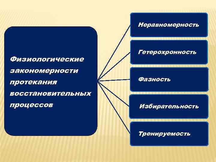 Неравномерность Физиологические закономерности протекания восстановительных процессов Гетерохронность Фазность Избирательность Тренируемость 