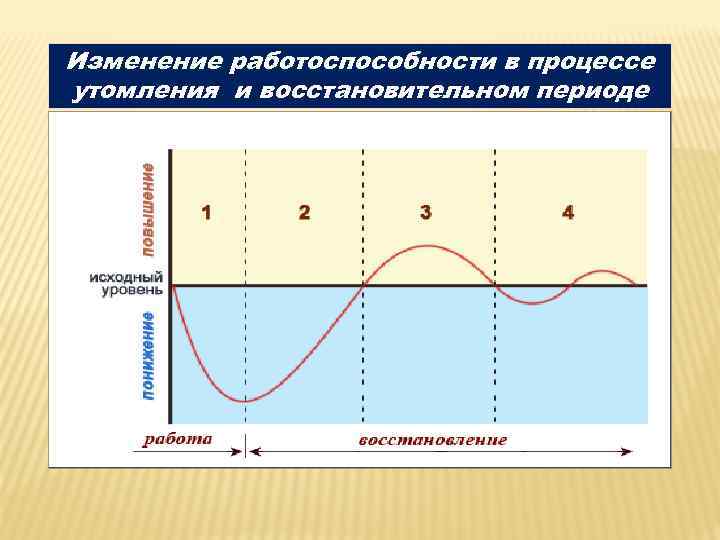 Изменение работоспособности в процессе утомления и восстановительном периоде 