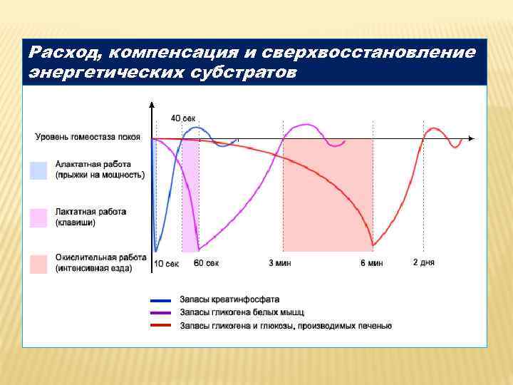 Расход, компенсация и сверхвосстановление энергетических субстратов 
