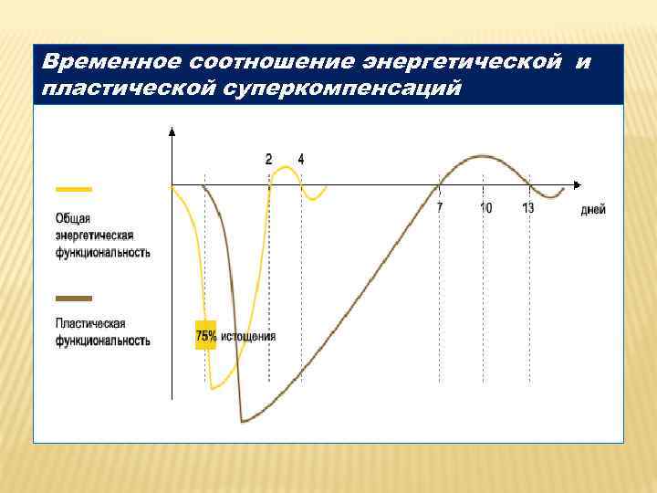 Временное соотношение энергетической и пластической суперкомпенсаций 